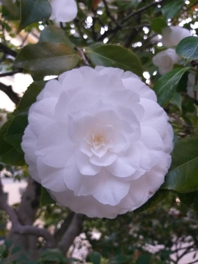 Cadenabbia Villa La Mirabella מראה חיצוני תמונה